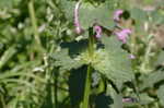 Henbit